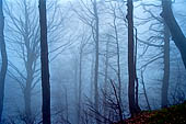 Parco delle Foreste Casentinesi.